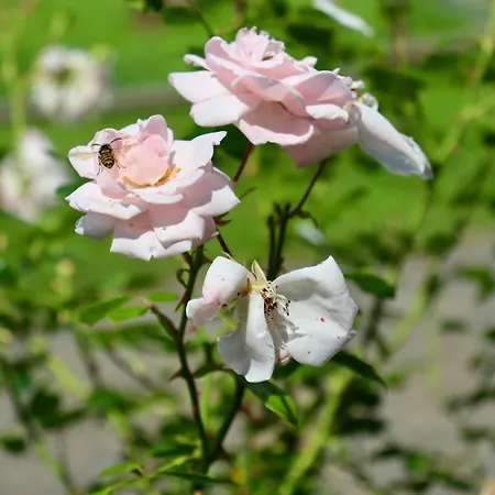 בית נופש Hlucov Lesni