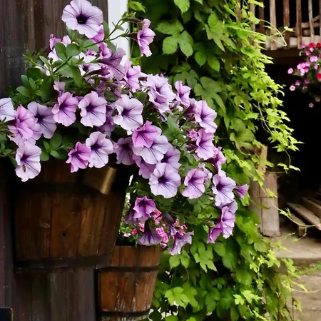 Hlucov Lesni Kokorin